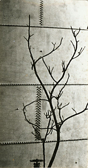 Modernist Tree Study against a Riveted Metal Tank