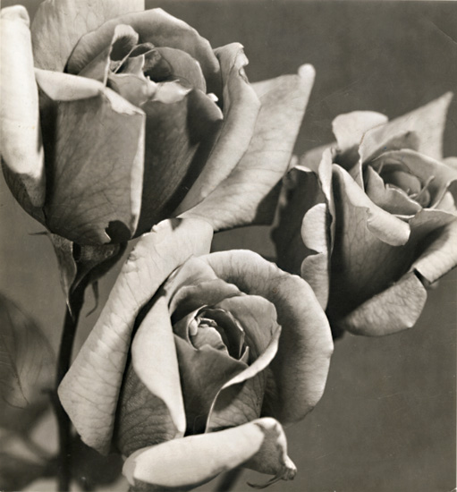 Pierre Auradon - Roses