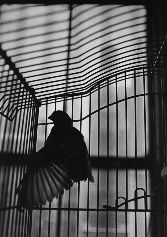Bird in Cage