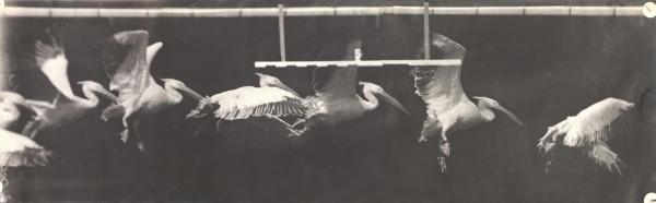 Etienne-Jules Marey, Flight of the Pelican