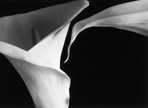 Tom Ferguson - Two Calla Lilies