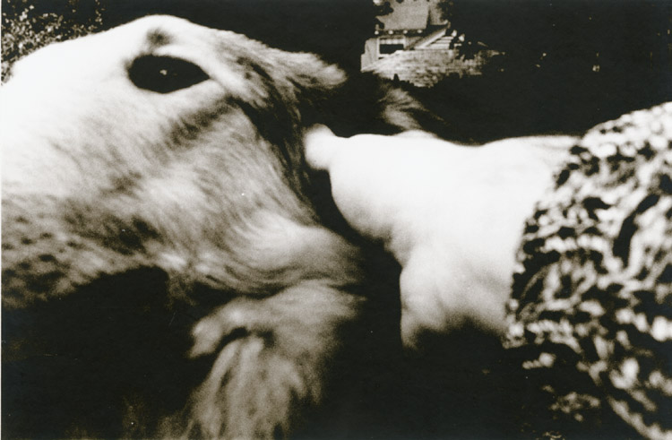 Gary DiPalma - Untitled