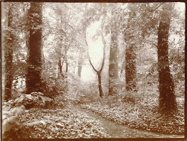 Leonard Misonne - A Leafy Path Leonard Misonne - A Leafy Path