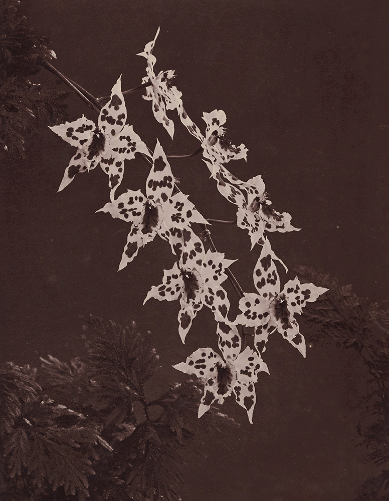 Henry Stevens - Orchids