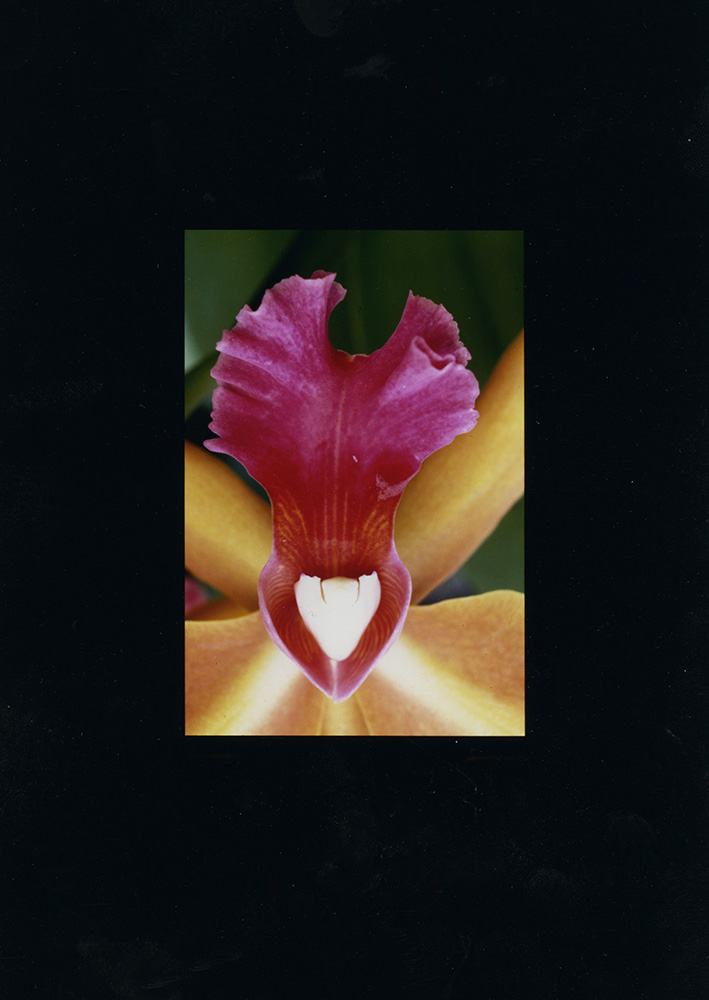 Alfred Eisenstaedt - Orchid Alfred Eisenstaedt - Orchid
