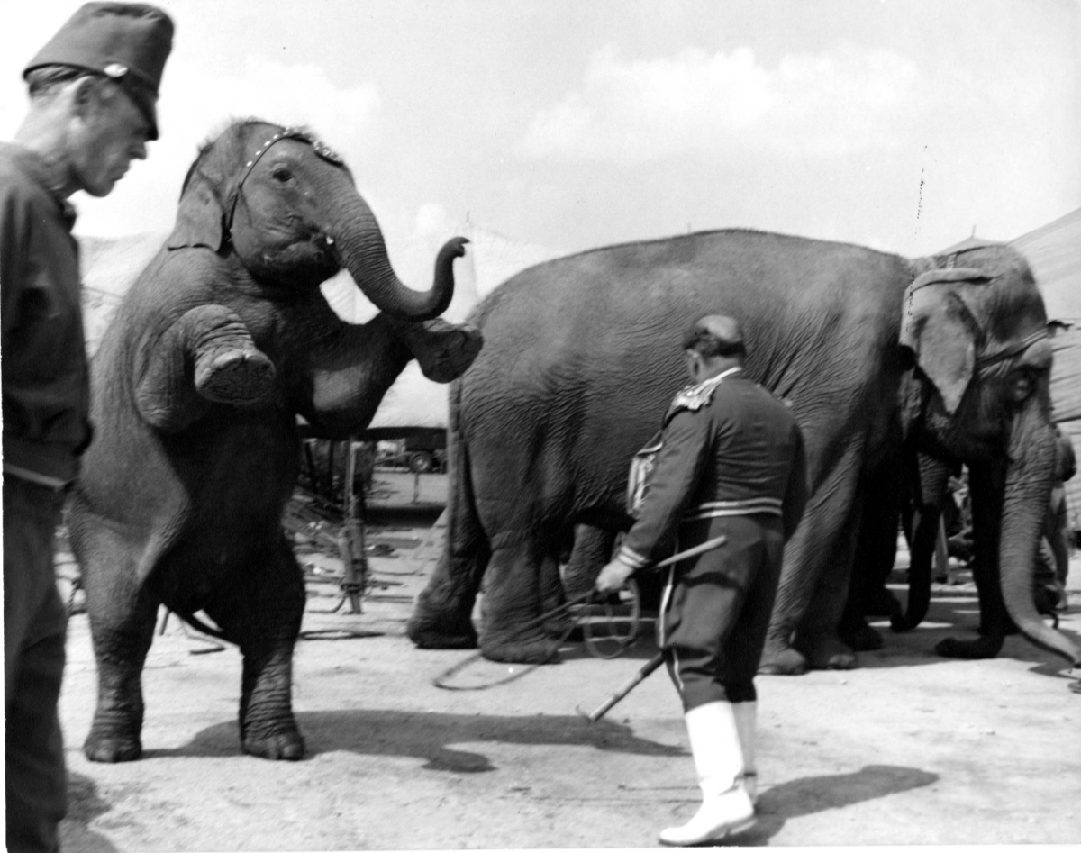 Untitled (Trainer and Elephant)