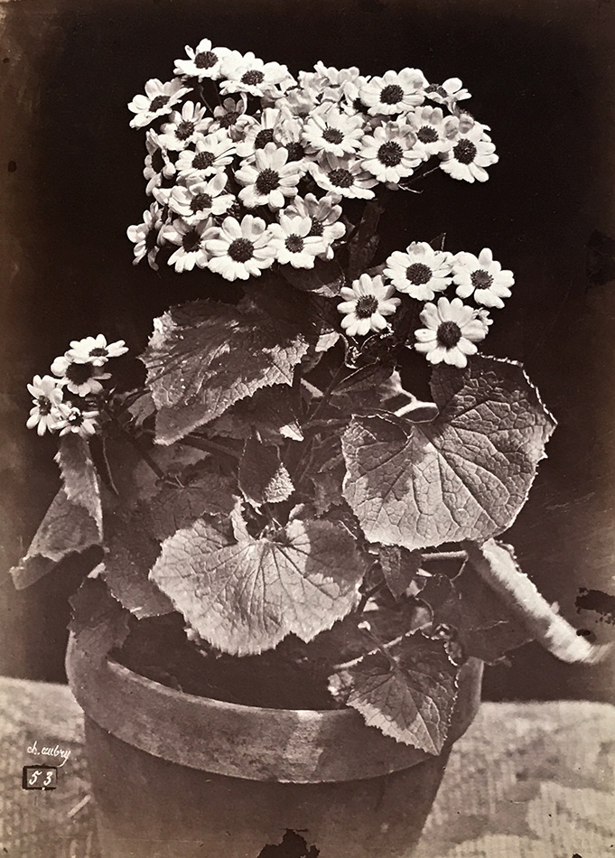 Charles Hippolyte Aubry - Study of a Flowering Potted Plant (Marguerite Daisy)