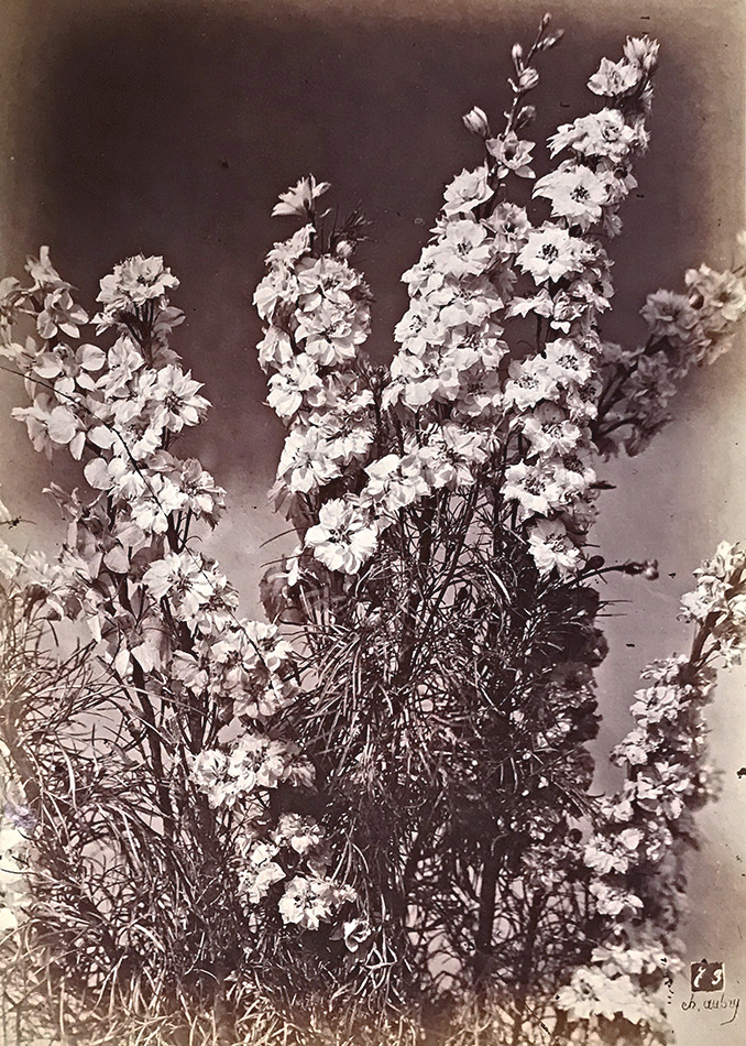Charles Hippolyte Aubry - Large Bellflowers (Campanule à Grosses Fleurs) Charles Hippolyte Aubry - Large Bellflowers (Campanule à Grosses Fleurs)