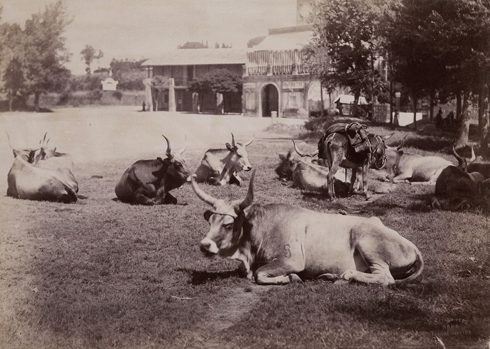 Gaetano Pedo - Bovi della Campagna Romana in Riposo (Resting Cattle in the Roman Countryside)