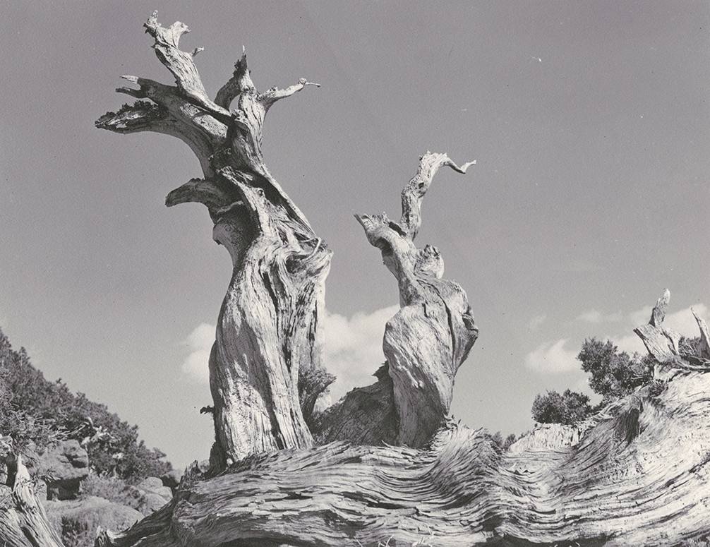 William Edward Dassonville - Gnarled Tree in High Sierra William Edward Dassonville - Gnarled Tree in High Sierra