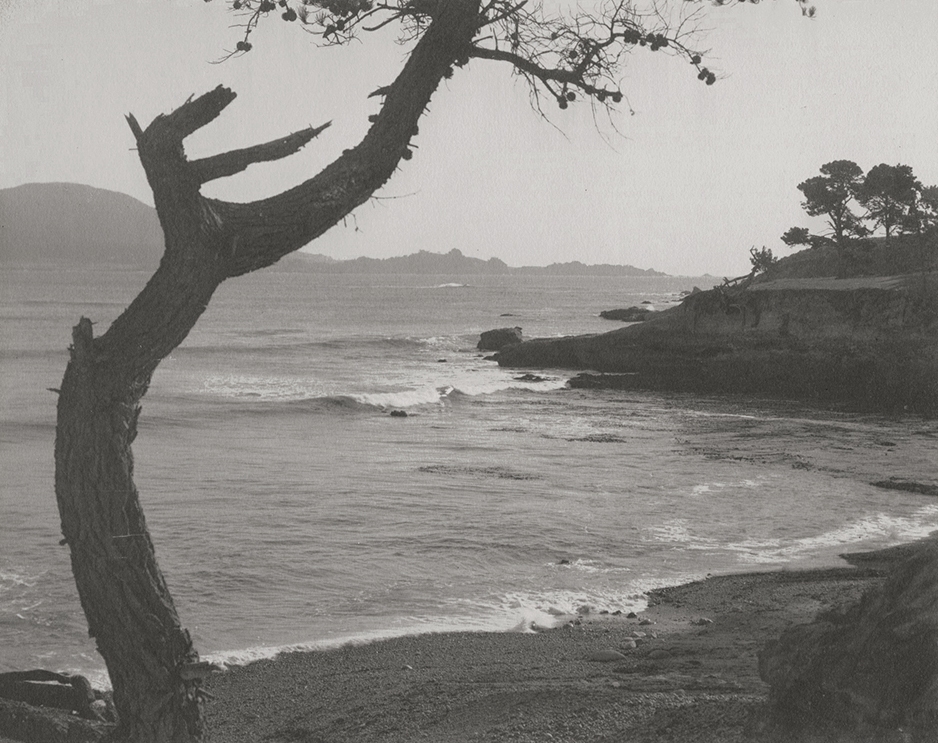 William Edward Dassonville - Tree along Coast William Edward Dassonville - Tree along Coast