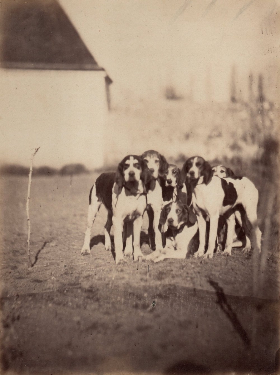 Comte Jacques Henri Alfred Odart de Parigny - "Château de Chavigné, Chiens de la Meute de M. le Comte Pocquet de Livonniere"