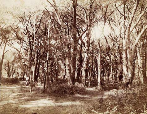 Alinari Brothers - Study of Trees Alinari Brothers - Study of Trees