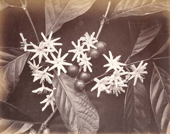 Charles Scowen & Company - Liberian Coffee Blossom